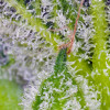 Sweet Mandarine Zkittlez XL Auto WYPRZEDAŻ