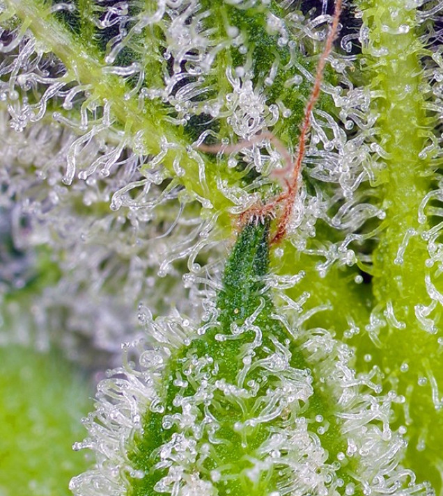Sweet Mandarine Zkittlez XL Auto WYPRZEDAŻ