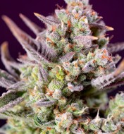 Sweet Zenzation XL Auto WYPRZEDAŻ