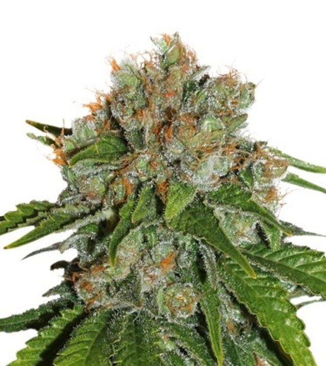 Amnesia Auto WYPRZEDAŻ