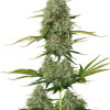 BCN Critical XXL Auto WYPRZEDAŻ