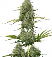 BCN Critical XXL Auto WYPRZEDAŻ