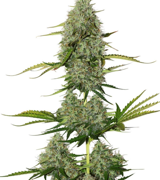 BCN Critical XXL Auto WYPRZEDAŻ
