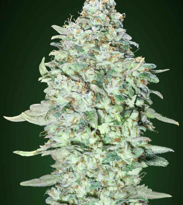 OG Kush SFV WYPRZEDAŻ