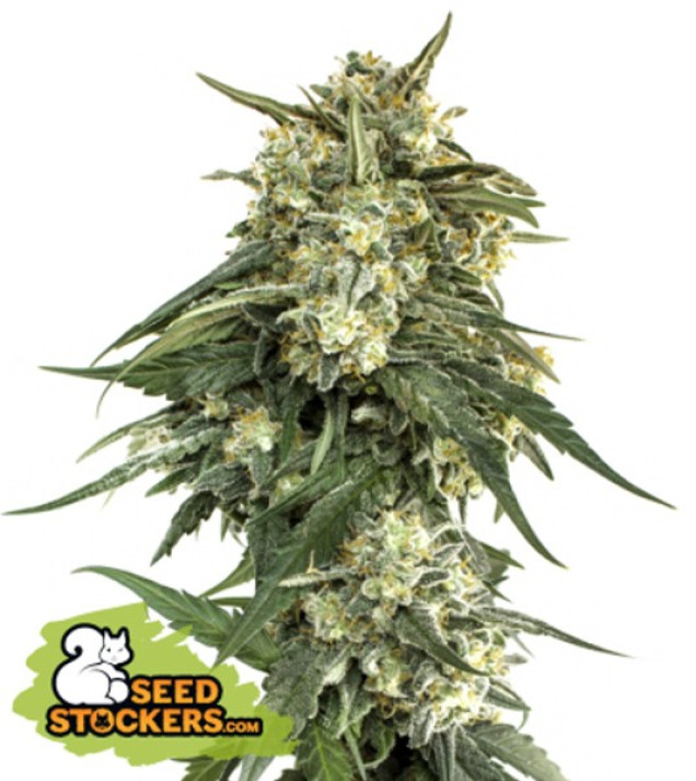 BCN Critical XXL Fast WYPRZEDAŻ