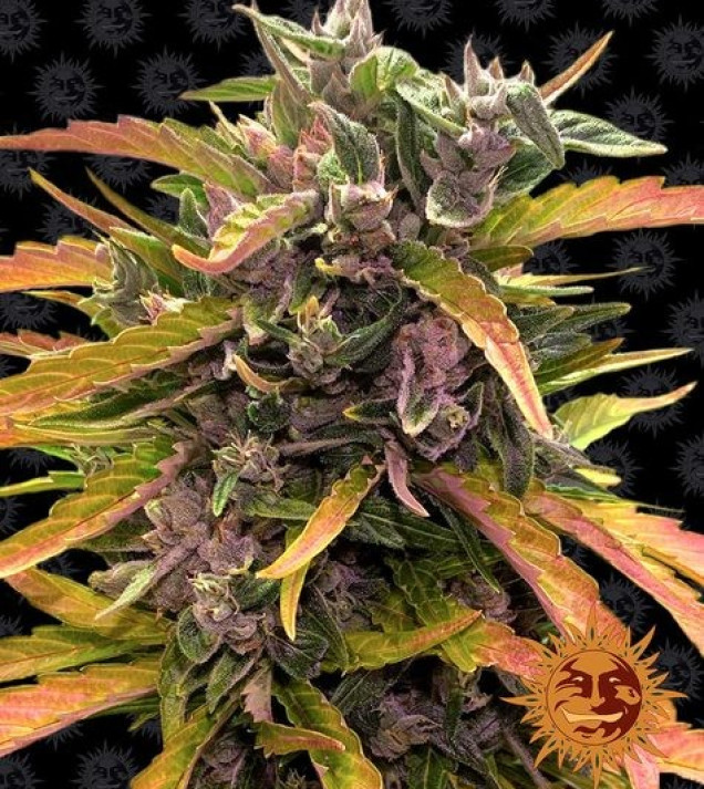 Gorilla G. Auto WYPRZEDAŻ