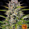Gorilla Zkittlez Auto WYPRZEDAŻ