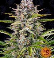 Gorilla Zkittlez Auto WYPRZEDAŻ