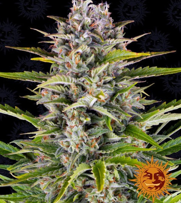 Gorilla Zkittlez Auto WYPRZEDAŻ