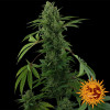 Pineapple Express Auto WYPRZEDAŻ