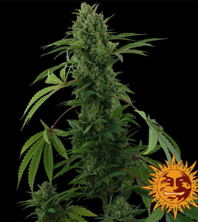 Pineapple Express Auto WYPRZEDAŻ