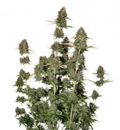 BCN Power Plant Auto WYPRZEDAŻ