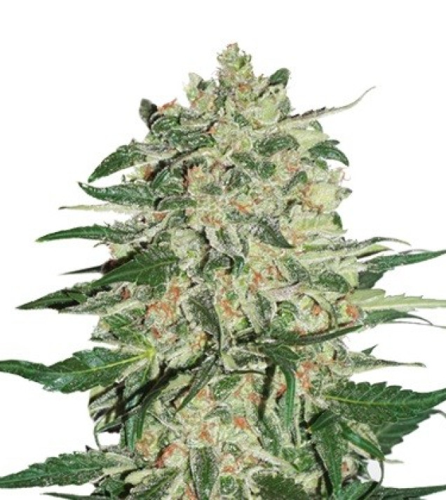 Big Bud WYPRZEDAŻ