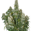 Big Bud Auto WYPRZEDAŻ