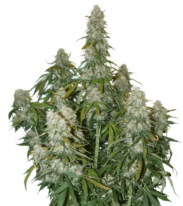 Big Bud Auto WYPRZEDAŻ