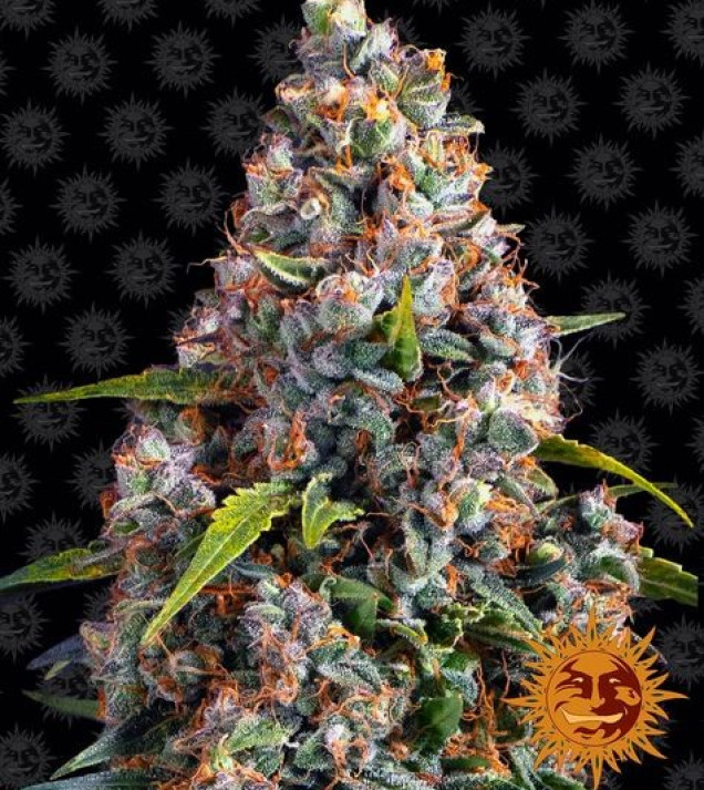 Strawberry Cheesecake Auto WYPRZEDAŻ