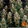 Strawberry Cheesecake Auto WYPRZEDAŻ