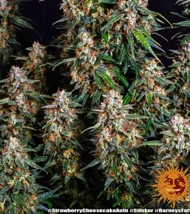 Strawberry Cheesecake Auto WYPRZEDAŻ