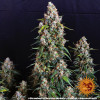 Strawberry Cheesecake Auto WYPRZEDAŻ
