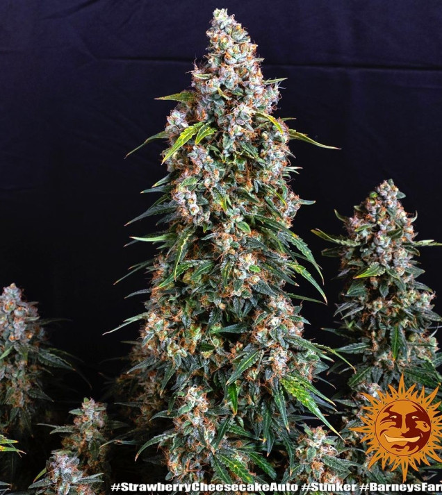 Strawberry Cheesecake Auto WYPRZEDAŻ