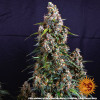 Strawberry Cheesecake Auto WYPRZEDAŻ