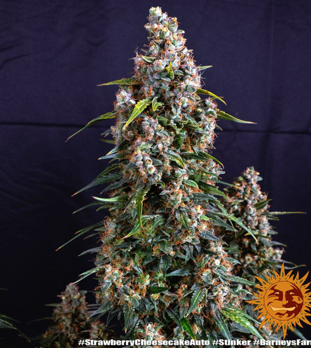 Strawberry Cheesecake Auto WYPRZEDAŻ