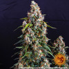 Strawberry Cheesecake Auto WYPRZEDAŻ
