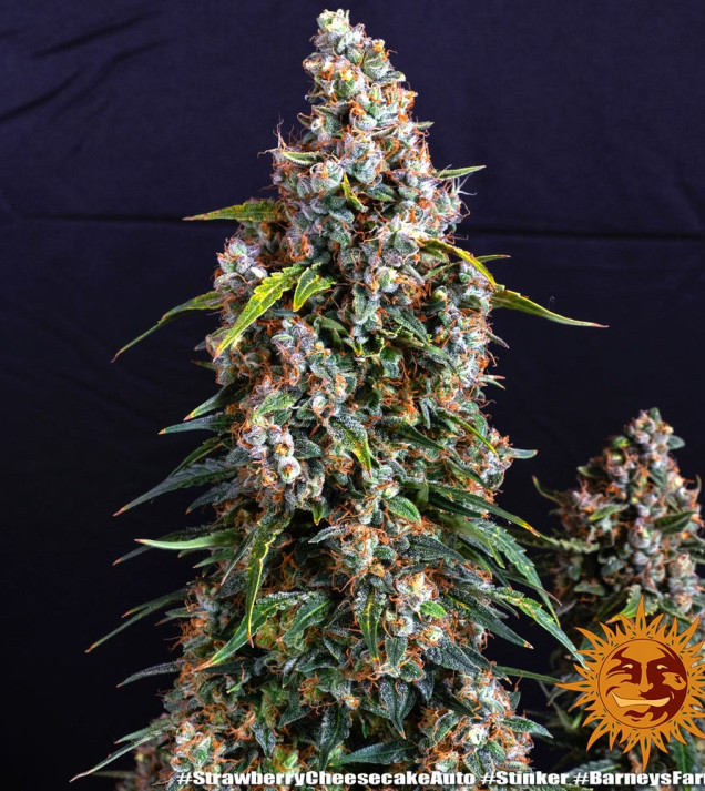 Strawberry Cheesecake Auto WYPRZEDAŻ