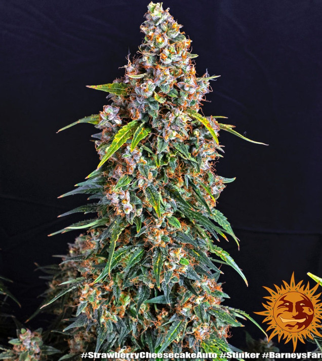 Strawberry Cheesecake Auto WYPRZEDAŻ