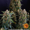 Strawberry Cheesecake Auto WYPRZEDAŻ