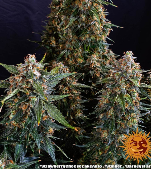 Strawberry Cheesecake Auto WYPRZEDAŻ
