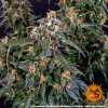 Strawberry Cheesecake Auto WYPRZEDAŻ