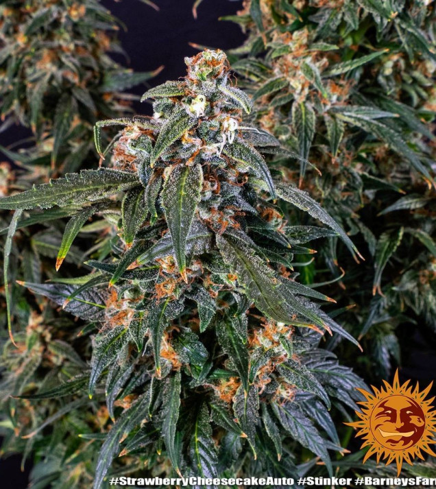 Strawberry Cheesecake Auto WYPRZEDAŻ