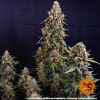 Strawberry Cheesecake Auto WYPRZEDAŻ