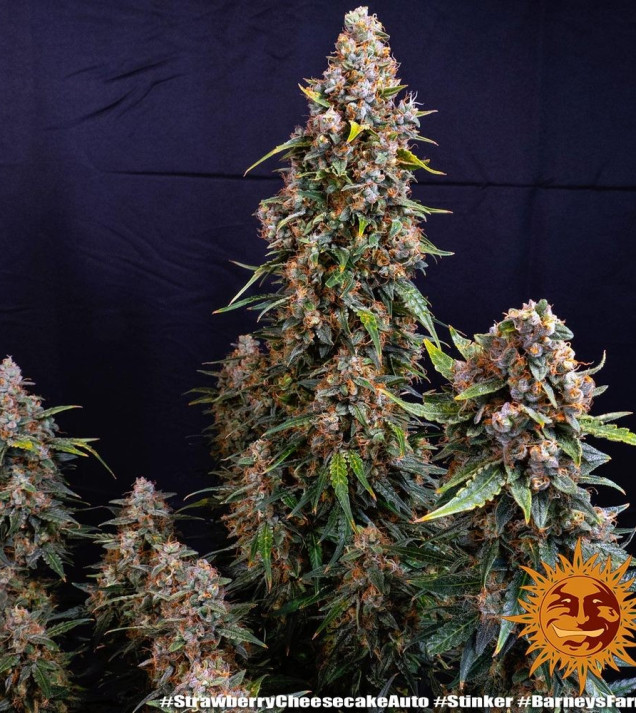 Strawberry Cheesecake Auto WYPRZEDAŻ