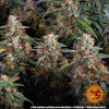 Strawberry Cheesecake Auto WYPRZEDAŻ