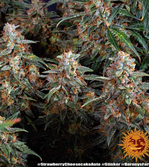 Strawberry Cheesecake Auto WYPRZEDAŻ