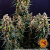 Strawberry Cheesecake Auto WYPRZEDAŻ
