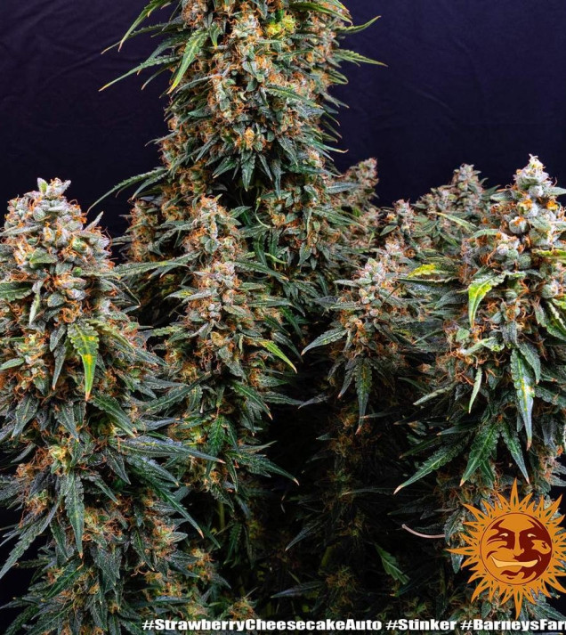 Strawberry Cheesecake Auto WYPRZEDAŻ