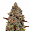 Gelato 41 WYPRZEDAŻ