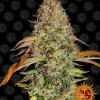 Zkittlez OG Auto WYPRZEDAŻ
