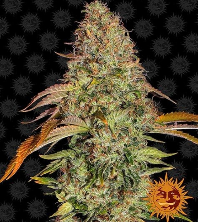 Zkittlez OG Auto WYPRZEDAŻ