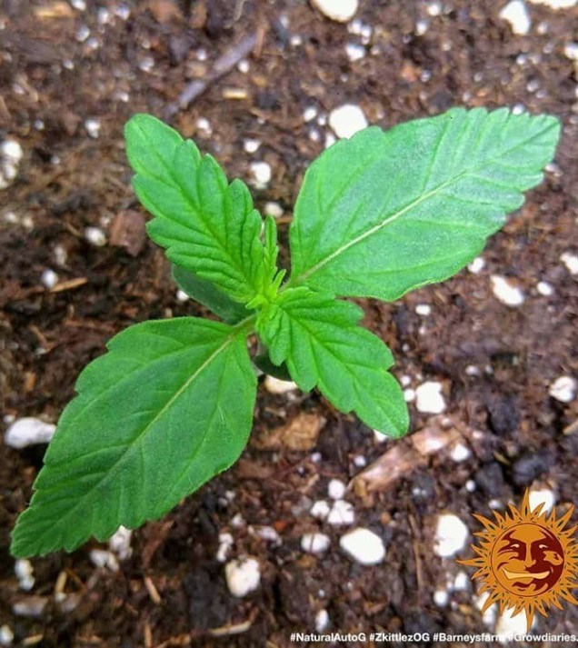 Zkittlez OG Auto WYPRZEDAŻ