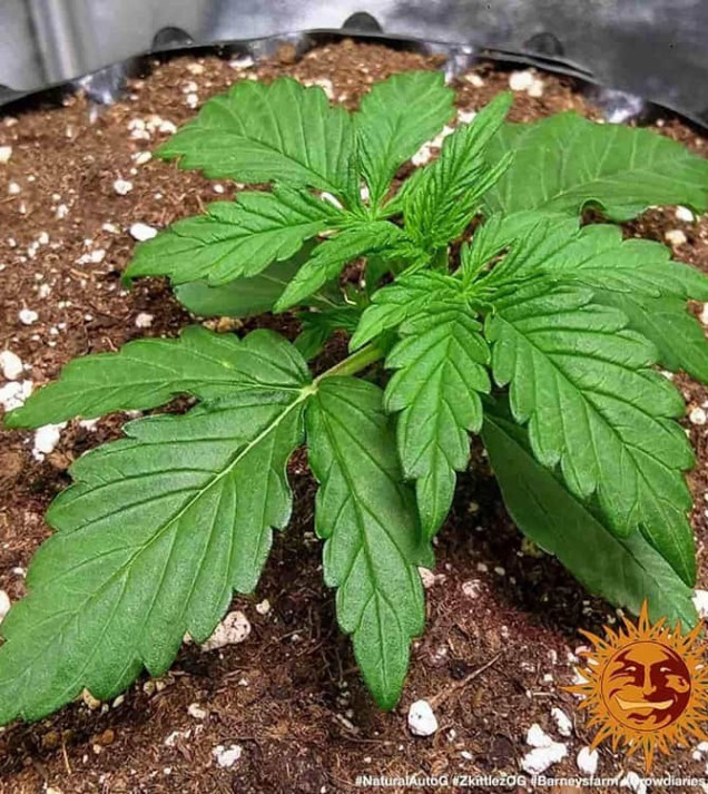Zkittlez OG Auto WYPRZEDAŻ
