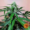Zkittlez OG Auto WYPRZEDAŻ