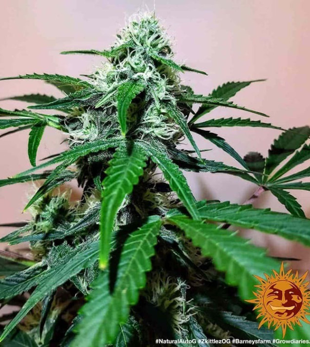 Zkittlez OG Auto WYPRZEDAŻ