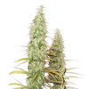 Santa Marta Haze Auto WYPRZEDAŻ