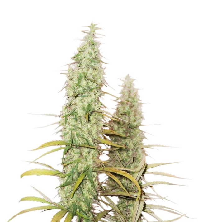 Santa Marta Haze Auto WYPRZEDAŻ