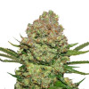 White Widow Auto WYPRZEDAŻ