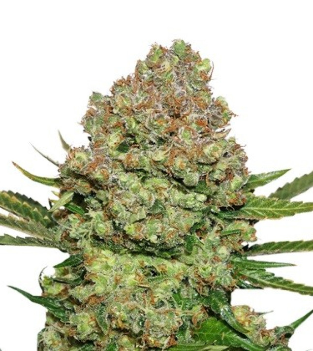 White Widow Auto WYPRZEDAŻ